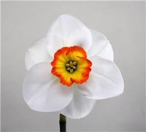 Spring show in the Victory Room